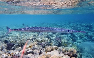 Red Sea Corals